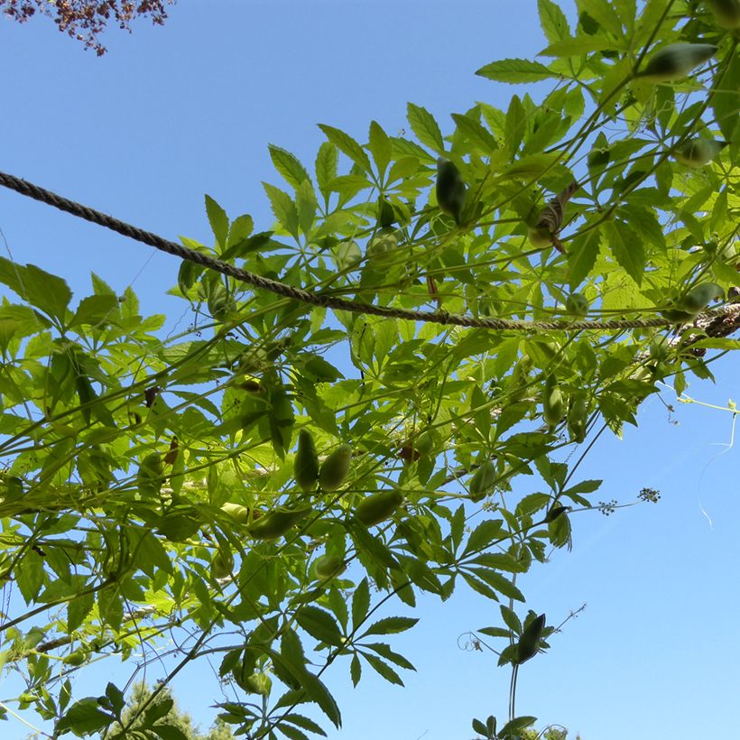 Springgurke Caigua (Samen) - Cyclanthera pedata (Hafen)