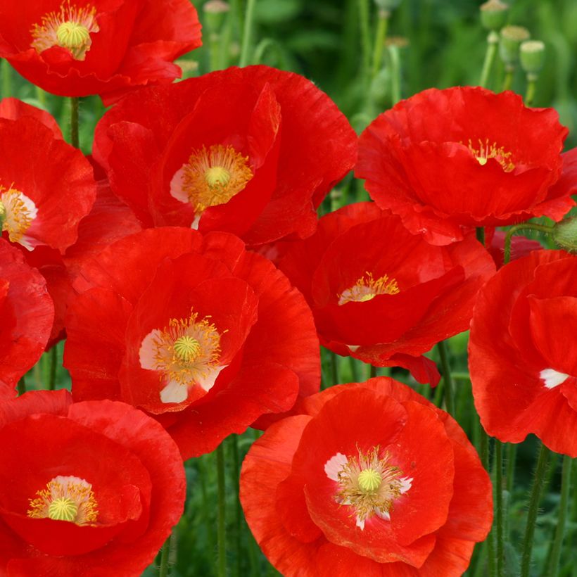 Klatsch-Mohn American Legion (Samen) - Papaver rhoeas (Blüte)