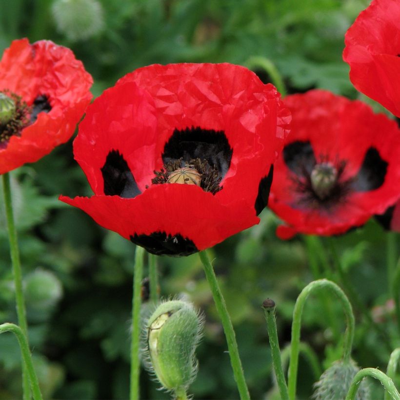 Papaver commutatum Ladybird (Samen) - Marienkäfer-Mohn (Blüte)