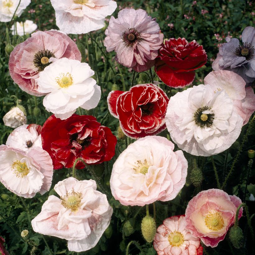 Klatsch-Mohn Dawn Chorus Mix (Samen) - Papaver rhoeas (Blüte)