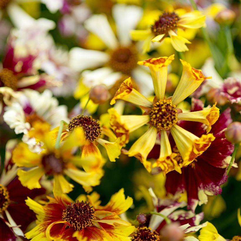 Mädchenauge Incredible ! Sea Shells Mix (Samen) - Coreopsis (Blüte)