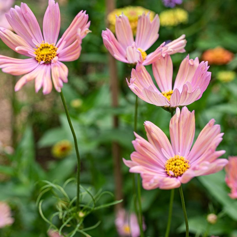 Schmuckkörbchen Apricotta (Samen) - Cosmos (Blüte)