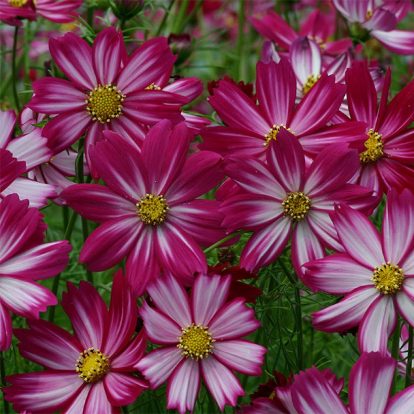 Schmuckkörbchen Cosimo Red White (Samen) - Cosmos (Blüte)