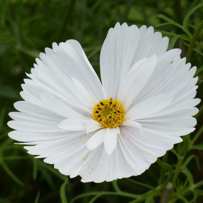 Schmuckkörbchen Cupcakes White (Samen) - Cosmos (Blüte)