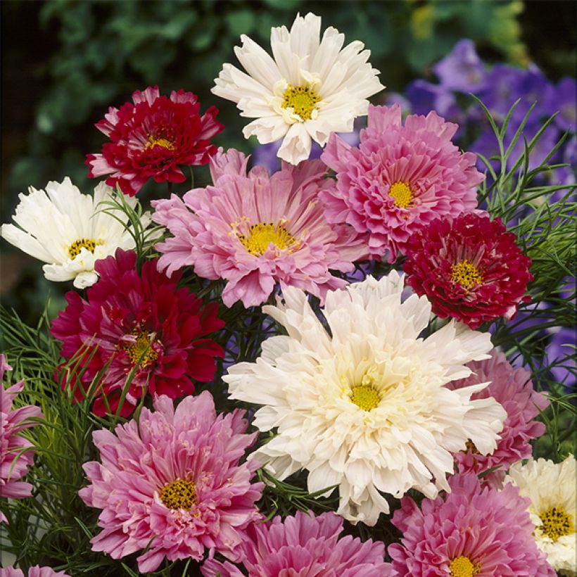 Schmuckkörbchen Cosmos Double Click Mixed (Samen) - Cosmos (Blüte)