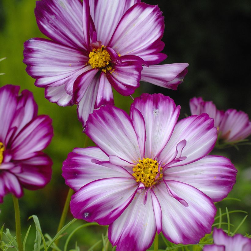 Schmuckkörbchen Fizzy Pink (Samen) - Cosmos (Blüte)