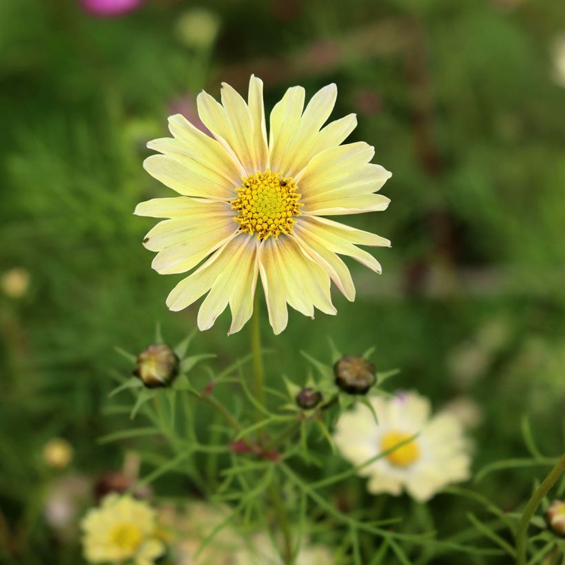 Cosmos Lemonade (Samen) - Schmuckkörbchen (Blüte)