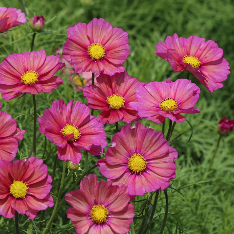 Schmuckkörbchen Xsenia (Samen) - Cosmos (Blüte)