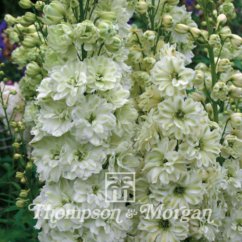 Hoher Rittersporn Green Twist (Samen) - Delphinium (Blüte)