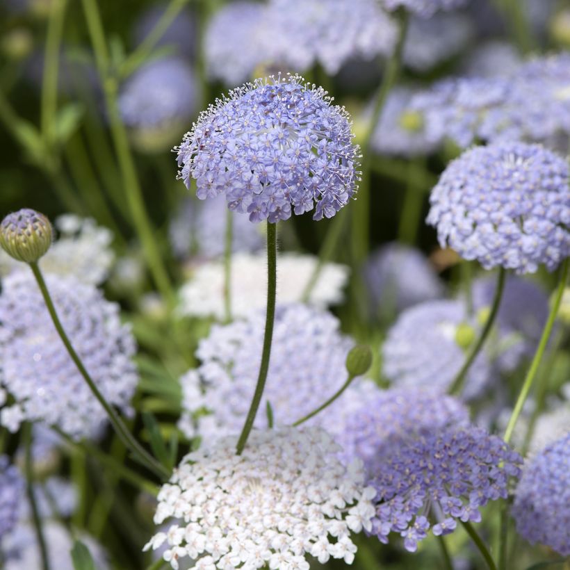 Trachymene coerulea Lace Blue (Samen) - Blaudolde (Blüte)