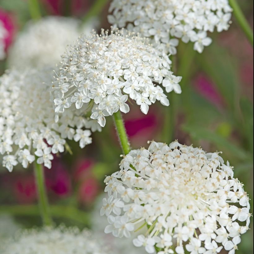 Trachymene coerulea Lace White (Samen) - Blaudolde (Blüte)