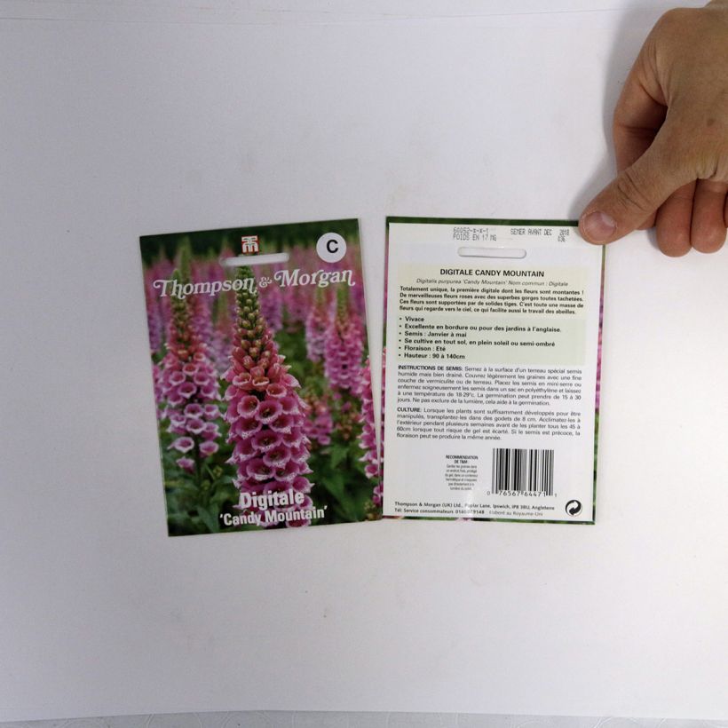 Beispiel eines Exemplars von Fingerhut Candy Mountain (Samen) - Digitalis purpurea wie geliefert