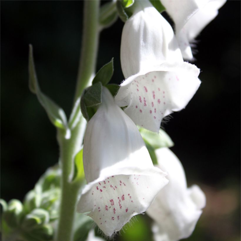 Fingerhut Silver Club (Samen) - Digitalis purpurea ssp heywoodii (Blüte)