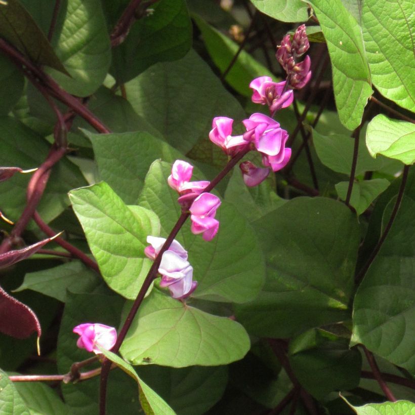 Dolichos lablab Ruby Moon (Samen) - Helmbohne (Blüte)