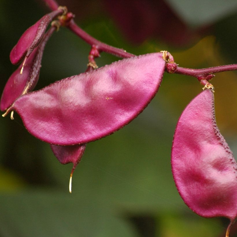 Dolichos lablab Ruby Moon (Samen) - Helmbohne (Ernte)