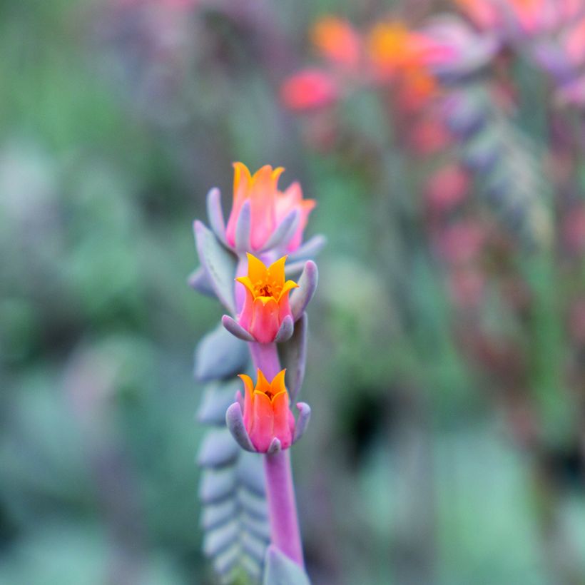 Echeveria  peacockii Urban Orange - Echeverie (Blüte)