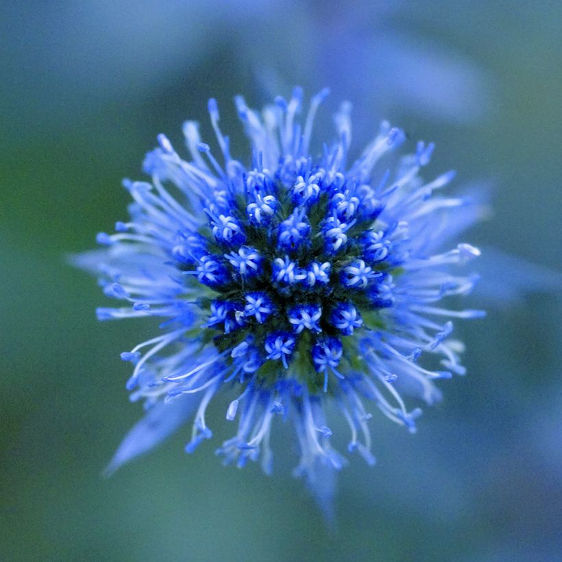 Eryngium planum Blue Glitter (Samen) - Flachblättrige Mannstreu (Blüte)