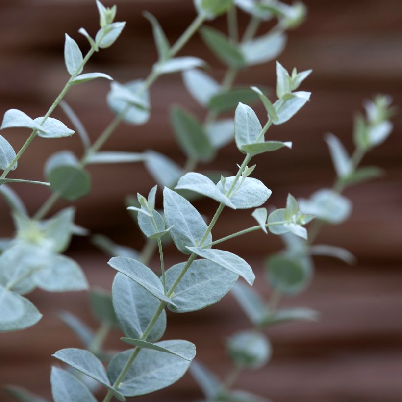 Eucalyptus kruseana latens Moon Lagoon (Samen) (Laub)