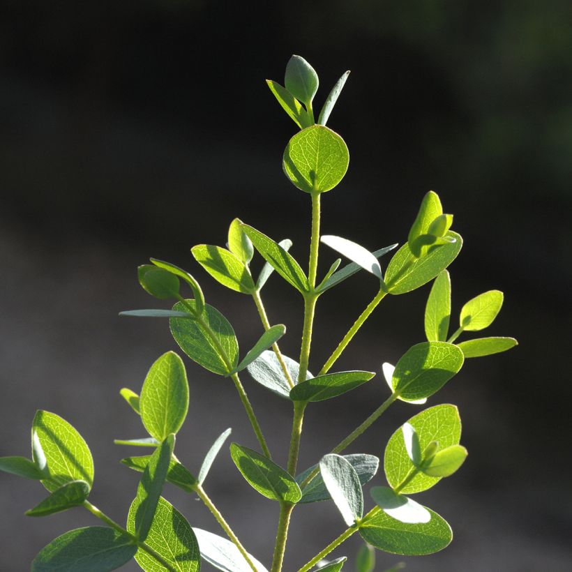 Eucalyptus parvula Boxwood (Samen) (Laub)