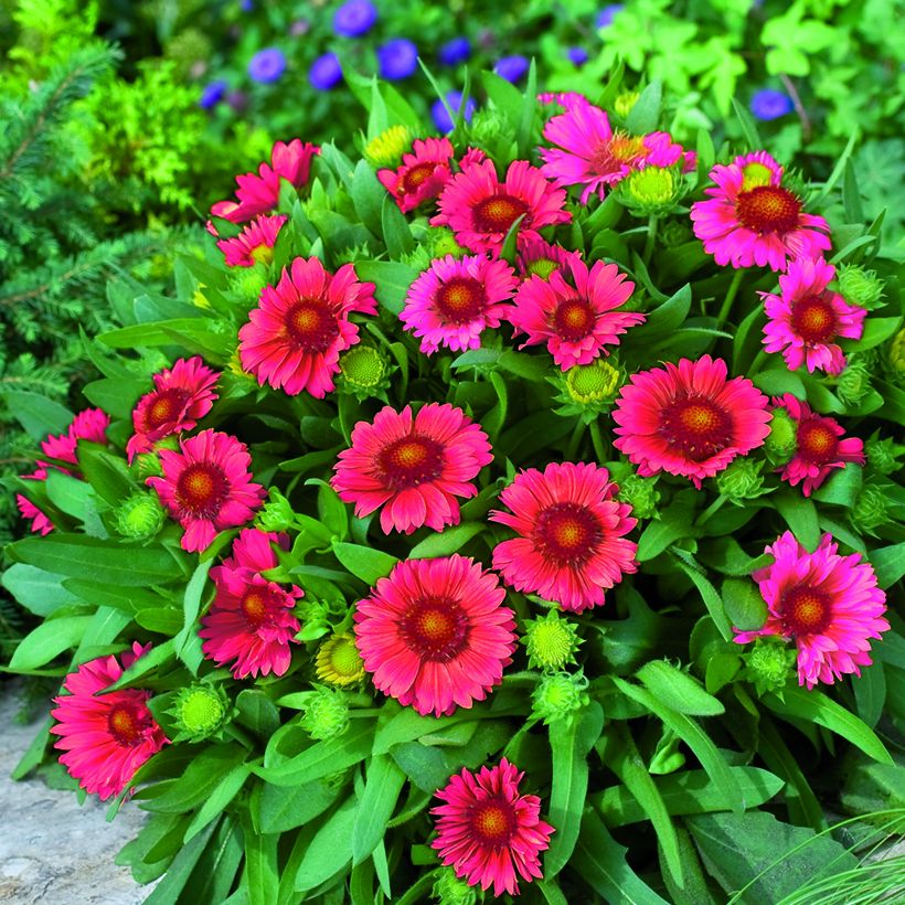 Kokardenblume Arizona Red Shades (Samen) - Gaillardia grandiflora (Hafen)