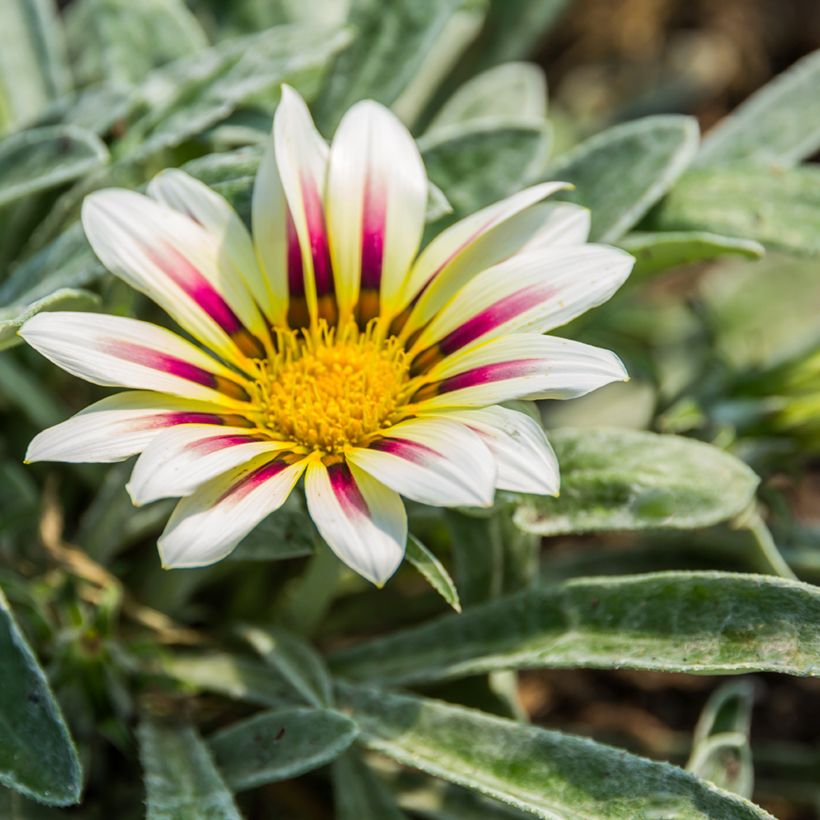 Gazanie Tiger Stripes Mixed (Samen) - Gazania (Blüte)