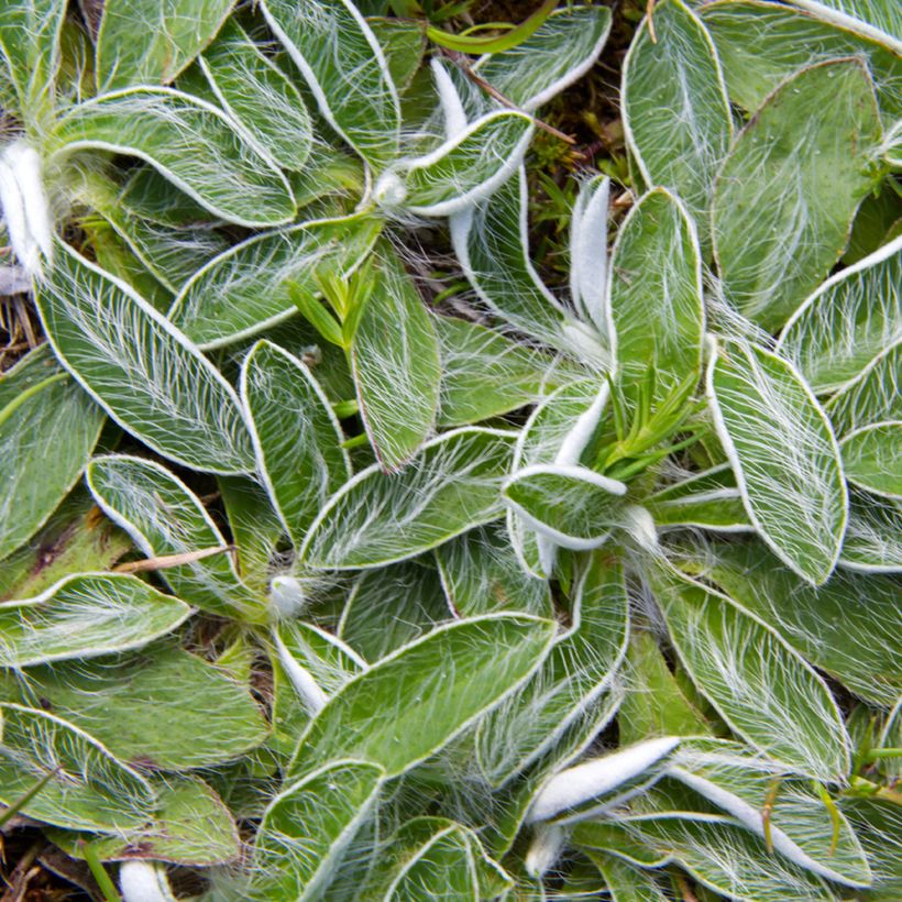 Hieracium pilosella (Samen) - Kleines Habichtskraut (Laub)