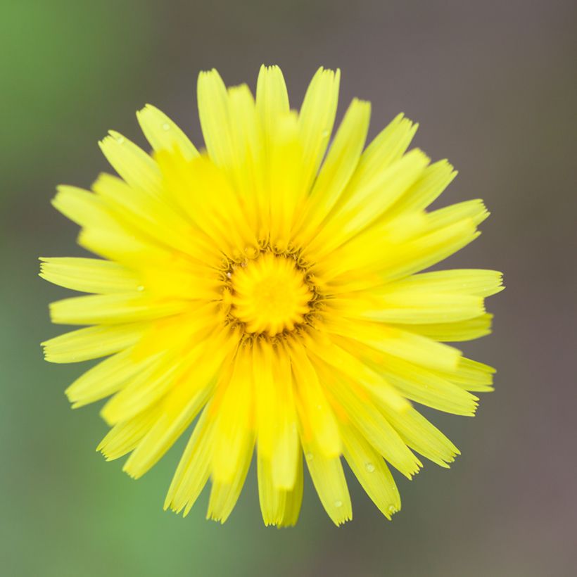 Hieracium pilosella (Samen) - Kleines Habichtskraut (Blüte)