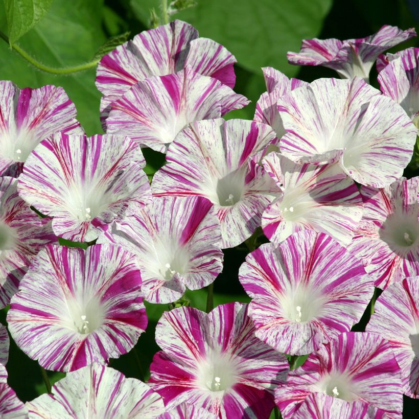 Ipomoea purpurea Venice Pink (Samen) - Prunkwinde (Blüte)