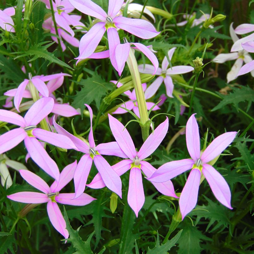 Isotoma axilaris Blue Stars (Pillierte Samen) - Schein-Lobelie (Blüte)