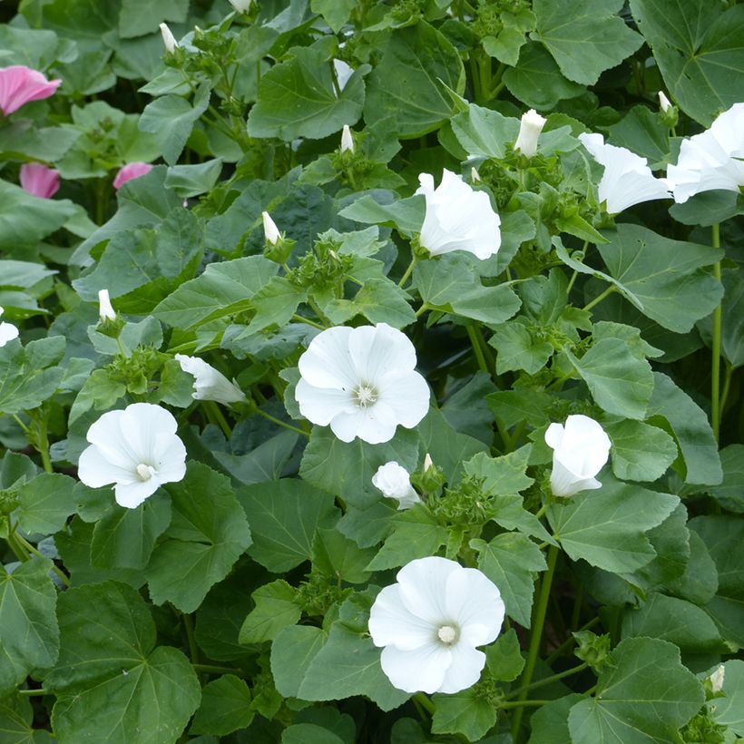 Bechermalve Mont Blanc (Bio-Samen)- Lavatera trimestris (Blüte)