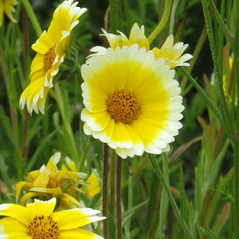 Layia platyglossa Tidy Tips (Samen) - Layie (Blüte)