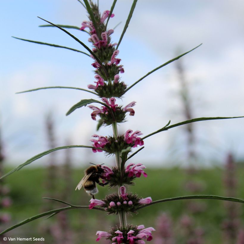 Leonurus sibiricus (Samen) - Sibirisches Herzgespann (Blüte)