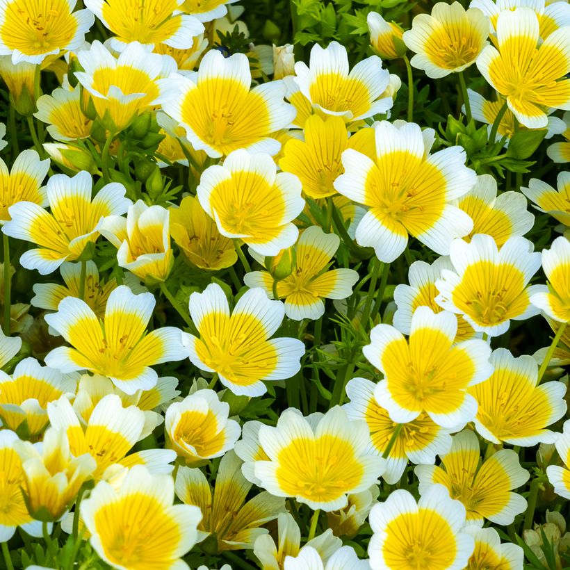 Limnanthes douglasii (Samen) - Sumpfblume (Blüte)