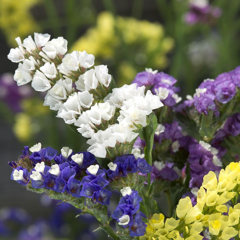 Geflügelter Strandflieder Forever Mixed (Samen) - Limonium (Blüte)