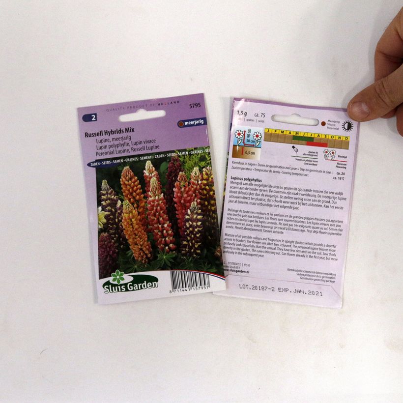 Beispiel eines Exemplars von Vielblättrige Lupine Russell Hybrids Mix (Samen) wie geliefert