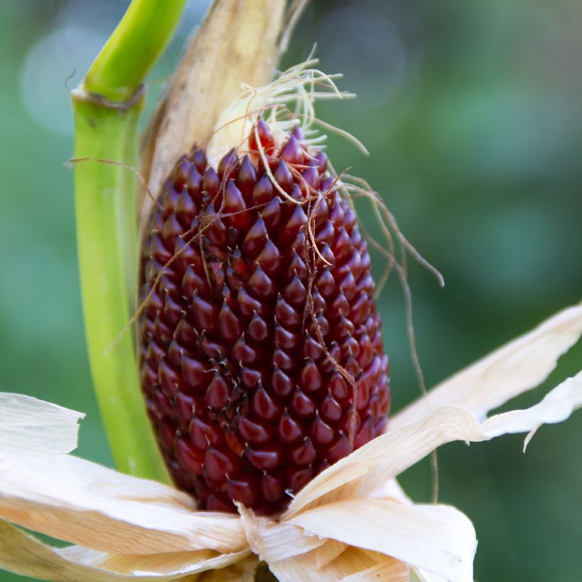 Mais Fraise Pop Corn (Samen) (Ernte)