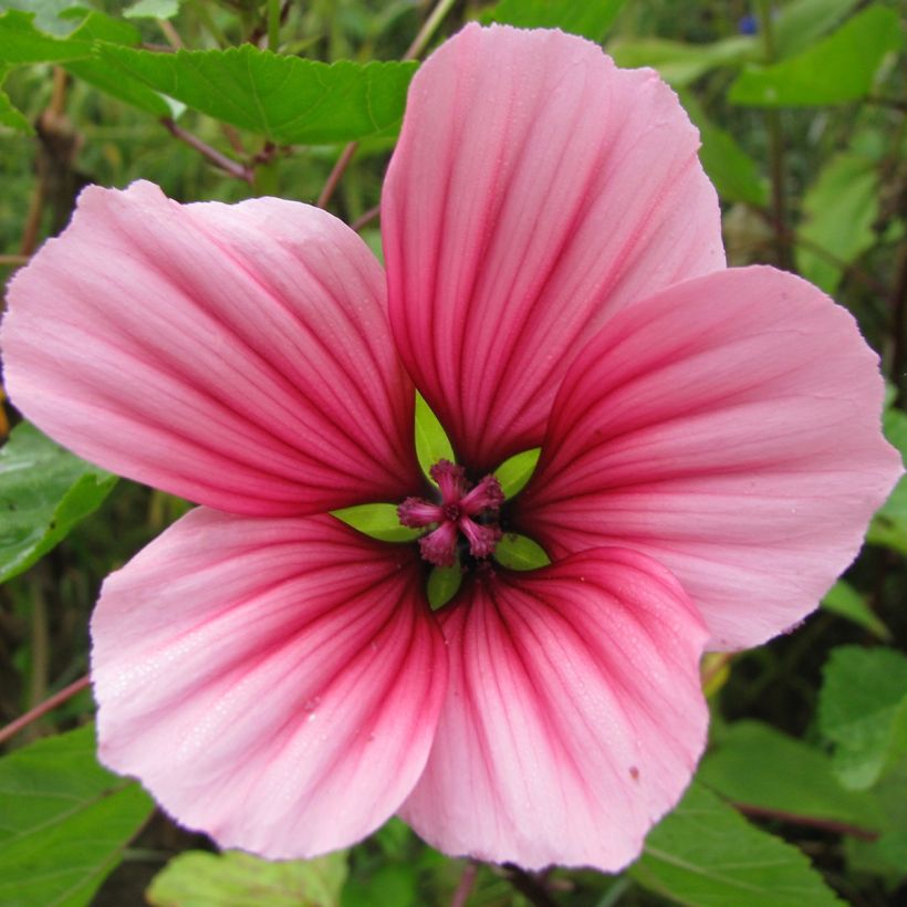 Malope trifida Glacier Fruits Mixed (Samen) - Malope (Blüte)