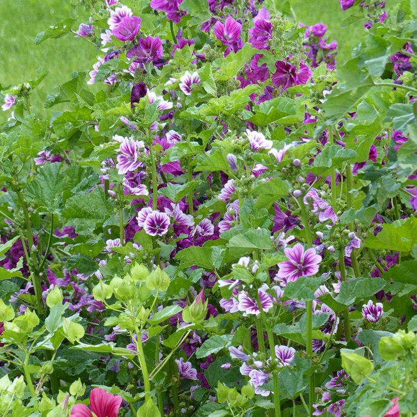 Wilde Malve Purple Zebra Mix (Samen) - Malva sylvestris (Hafen)