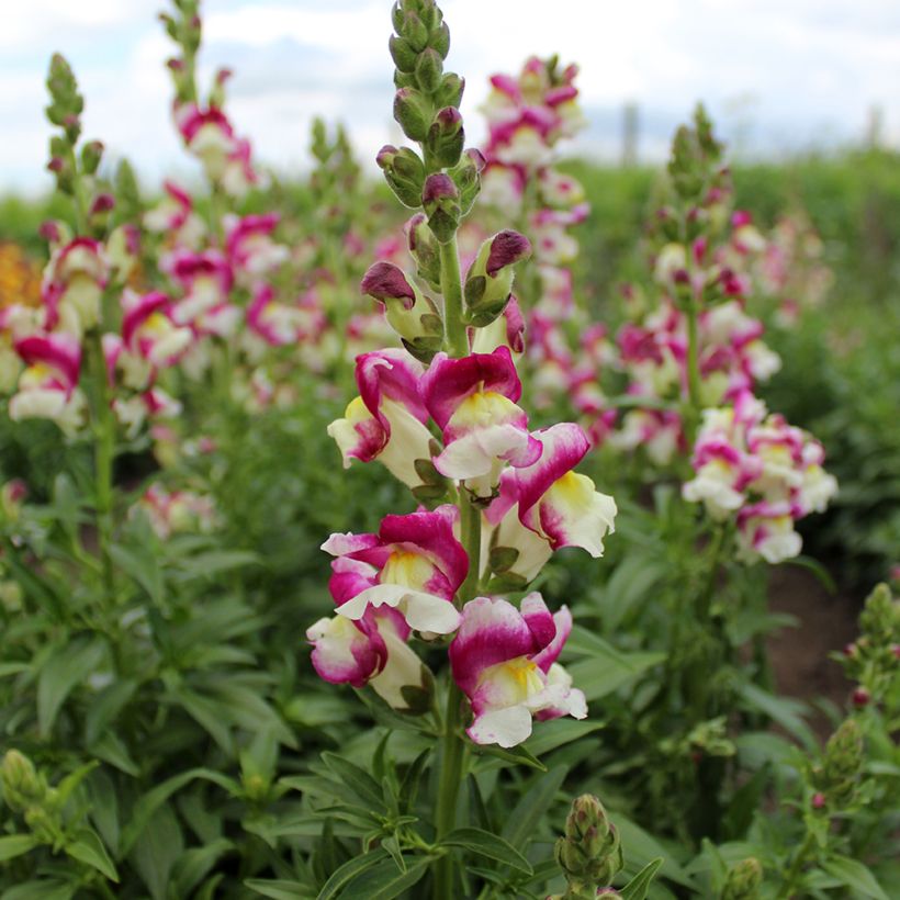 Löwenmäulchen Cherry Twist (Samen) - Antirrhinum majus (Blüte)