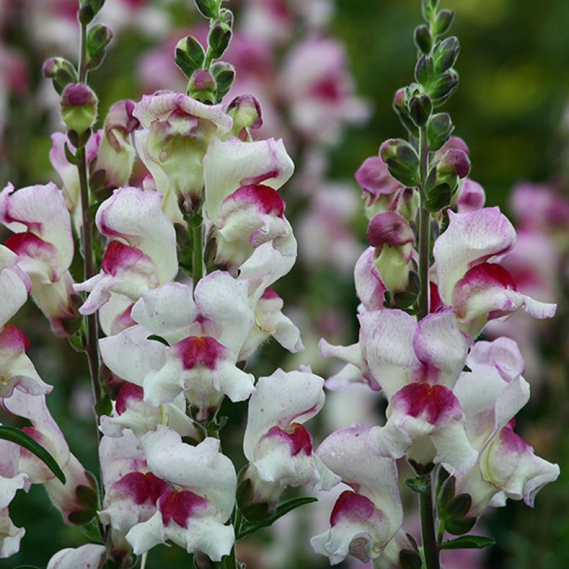 Löwenmäulchen Lucky Lips (Samen) - Antirrhinum (Blüte)