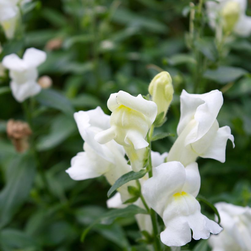 Löwenmäulchen Royal Bride (Samen) - Antirrhinum (Blüte)