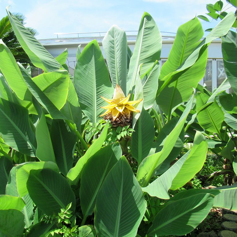 Musella lasiocarpa (Samen) - Goldene Lotus Banane (Laub)