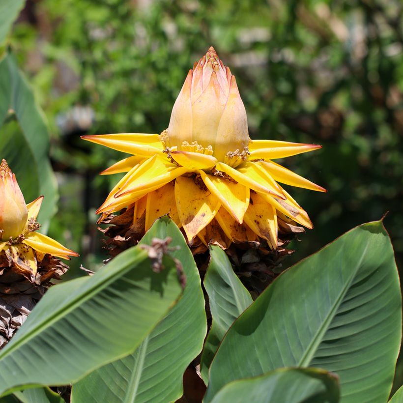 Musella lasiocarpa (Samen) - Goldene Lotus Banane (Blüte)