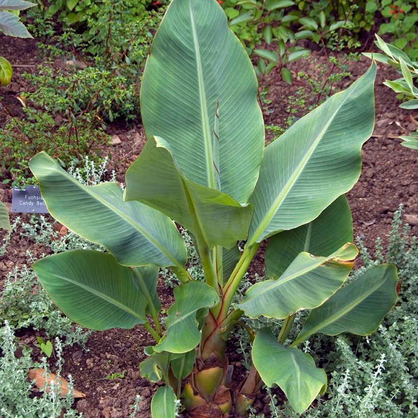 Musella lasiocarpa (Samen) - Goldene Lotus Banane (Hafen)