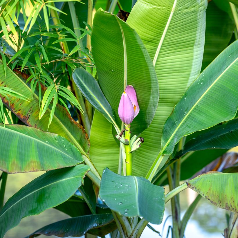 Musa velutina (Samen) - Rosa Zwergbanane (Laub)