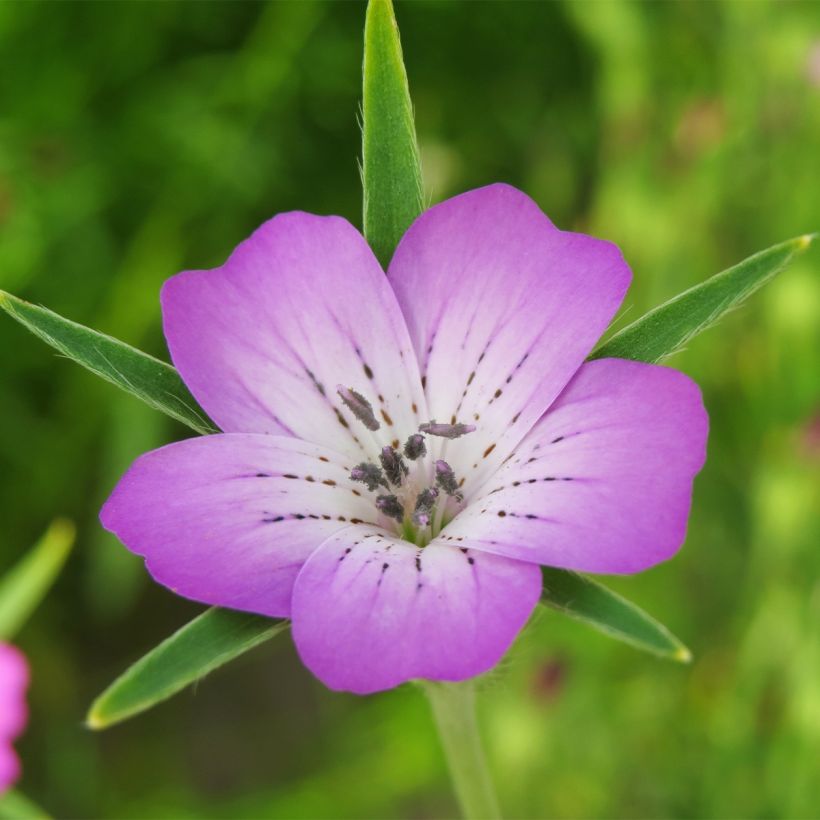 Agrostemma githago (Samen) - Kornrade (Blüte)