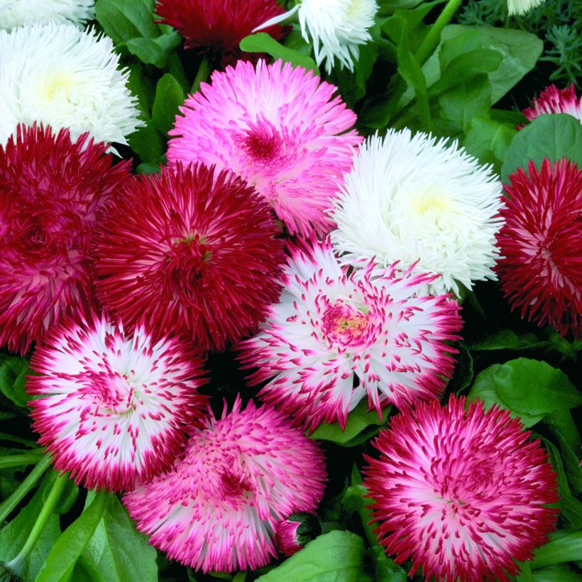 Gänseblümchen Habanera Mix (Pillierte Samen) - Bellis Perennis (Blüte)