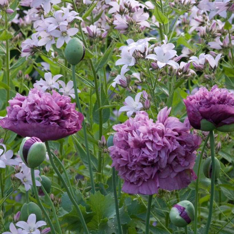 Schlafmohn Purple Peony (Samen) - Papaver (Blüte)