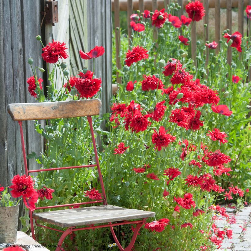 Schlafmohn Red Peony (Samen) - Papaver (Blüte)