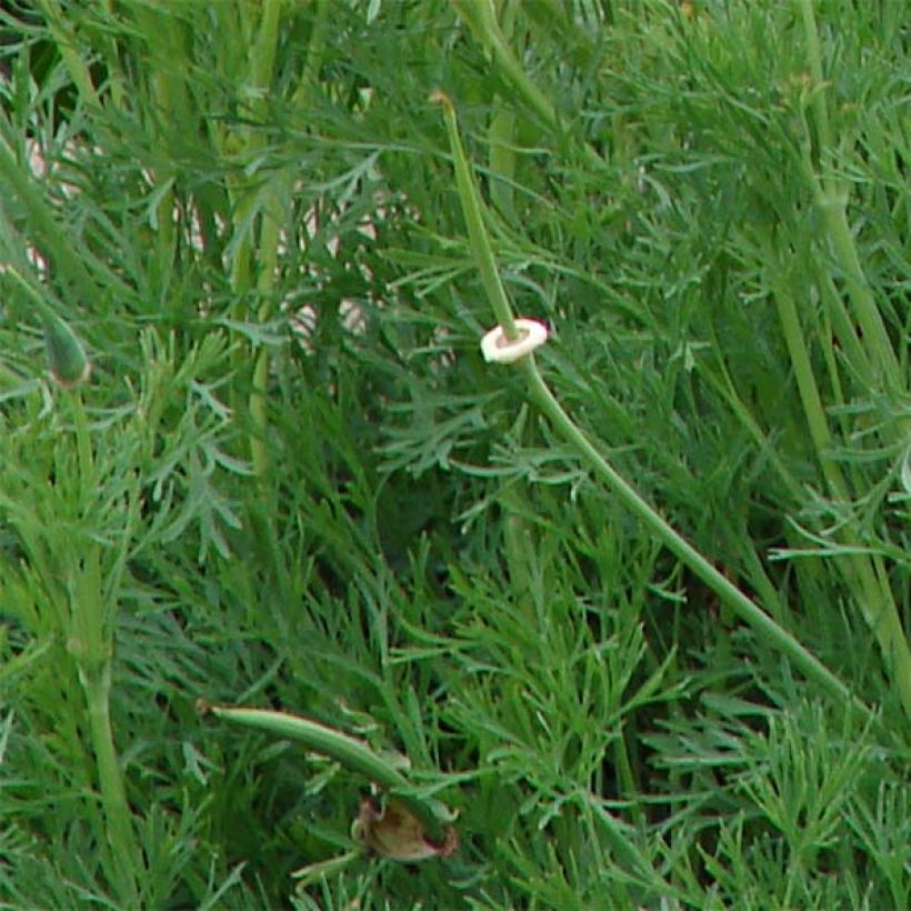 Schlafmohn Tallulah Belle Blush (Samen) - Papaver (Laub)